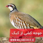 آموزش جوجه کشی کبک