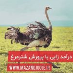 درآمد زایی با پرورش شترمرغ