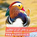 استرس و نقش آن در بیماری طیور