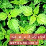 گزنه و تاثیر آن در پرورش طیور